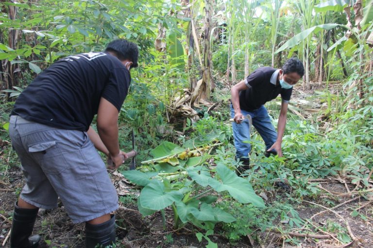 dewasa ayu bercocok tanam menurut kalender bali