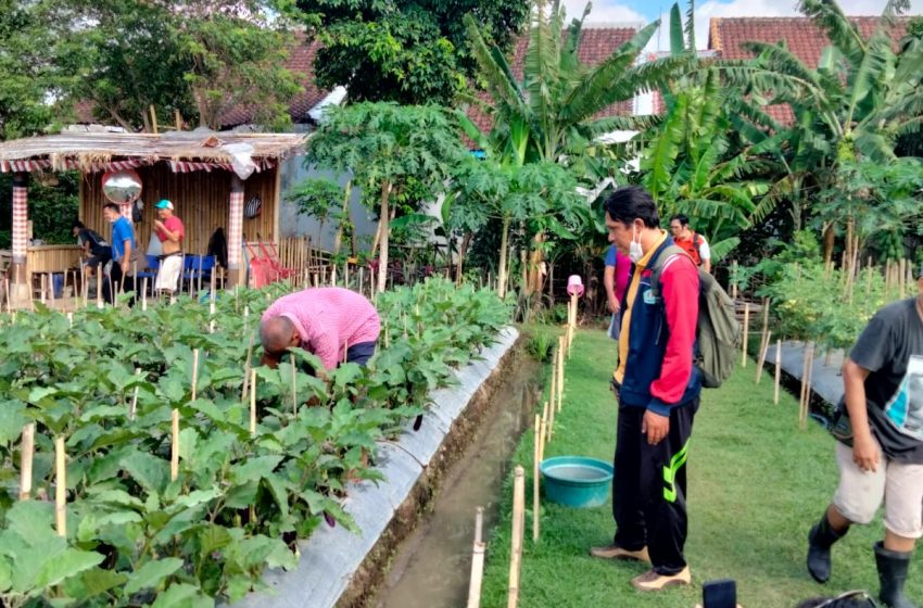 dewasa ayu menanam buah-buahan