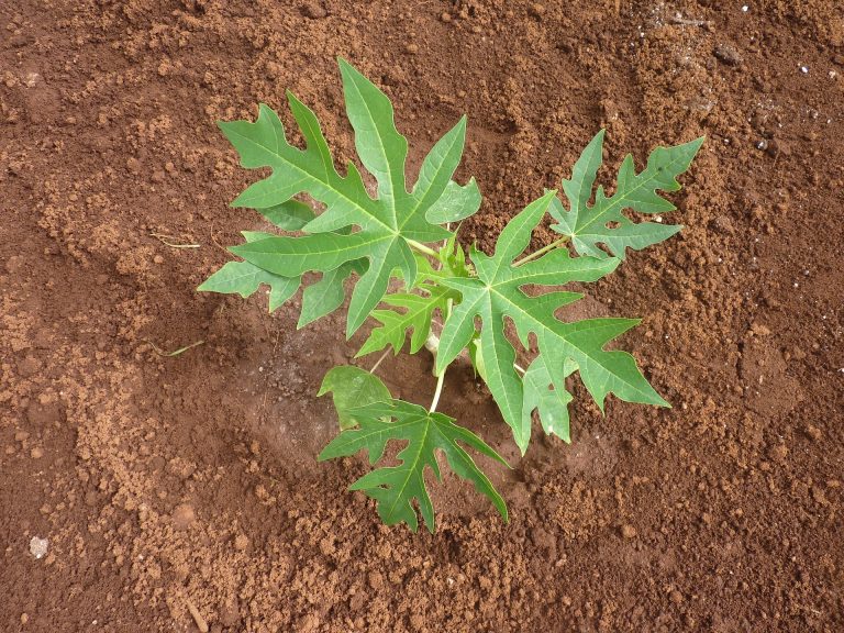 cara mengolah daun pepaya agar tidak pahit