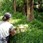 banten tumpek wariga