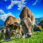 ini banten yang digunakan untuk tumpek kandang