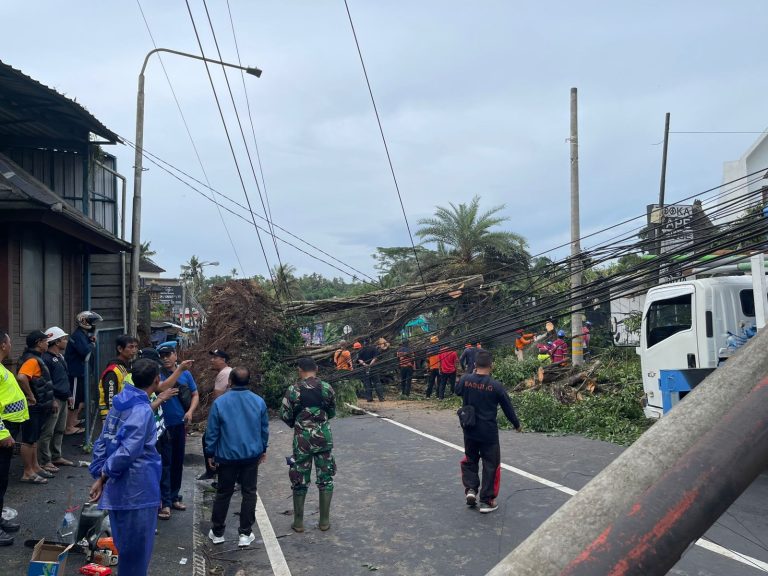 Rawan Pohon Tumbang di Bali, PLN Minta Masyarakat Laporkan Potensi Gangguan Listrik