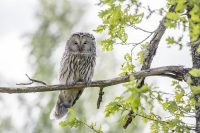 begini arti mimpi menangkap burung