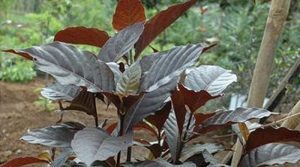 Loloh Don Temen: Kerenyahan Herbal Bali untuk Panas Dalam dan Sariawan