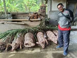 Petugas Dinas Pertanian dan Pangan Kab. Badung sdg melakukan pemeriksaan babi yg akan dipotong warga