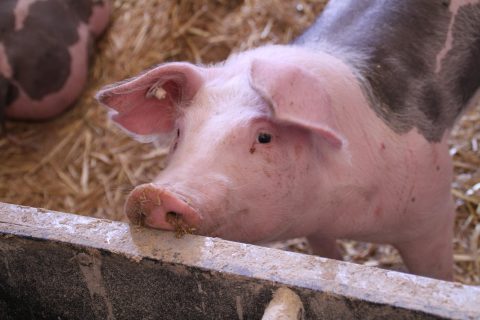 KEREN! Warga Gianyar Sulap Kotoran Babi Jadi Biogas Solusi Energi Ramah Lingkungan