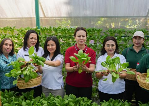 Diperpa Badung Gelar Pelatihan Olahan Pangan Non-Beras dan Panen Sayur Hidroponik