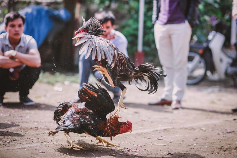 Jenis-Jenis Ayam Untuk Tajen di Bali Menurut Lontar Pengayam-Ayaman