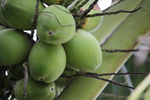 dewasa ayu Menanam Kelapa