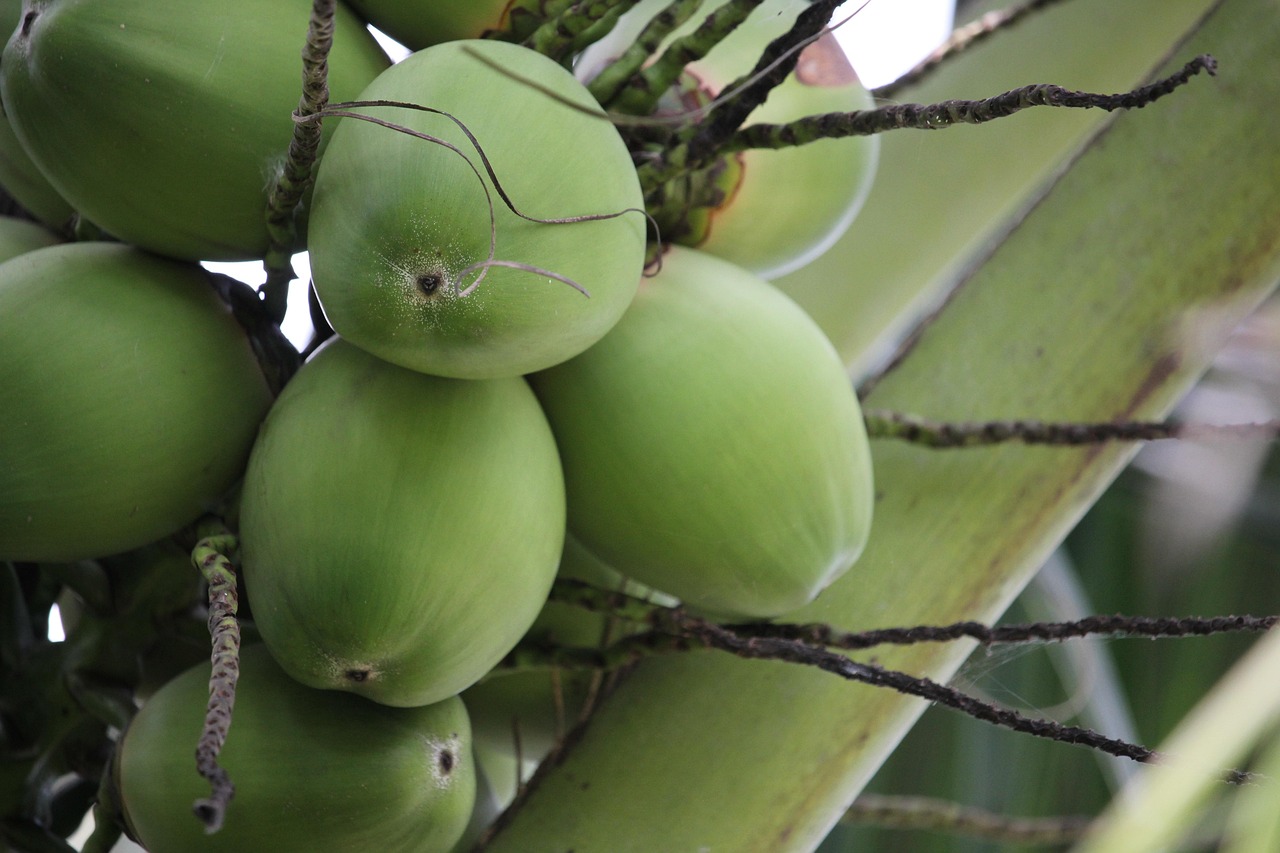 dewasa ayu Menanam Kelapa