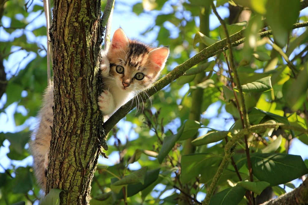 Makna Mimpi Kucing Mati: Pesan Dibalik Tidur