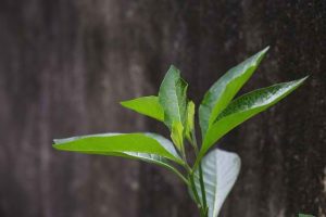 Di tengah maraknya tren hidup sehat, sebuah tanaman herbal dari benua Afrika kini mencuri perhatian masyarakat Indonesia. Daun Afrika, atau dikenal dengan nama ilmiah Vernonia amygdalina, mulai populer berkat khasiatnya yang luar biasa. Tanaman ini bukan sekadar dedaunan biasa, melainkan harta karun nutrisi yang telah lama diandalkan masyarakat Afrika untuk mengatasi berbagai masalah kesehatan, mulai dari kolesterol tinggi hingga infeksi. Apa yang membuat daun Afrika begitu istimewa? Mari kita telusuri pesonanya! Kekayaan Nutrisi di Balik Rasa Pahit Daun Afrika memiliki cita rasa pahit yang khas, namun di balik itu tersimpan segudang nutrisi yang menyehatkan. Tanaman ini kaya akan protein, serat, karbohidrat kompleks, serta vitamin dan mineral esensial. Kandungan antioksidan flavonoid yang melimpah menjadi salah satu daya tarik utamanya. Tak hanya itu, daun ini juga mengandung anthraquinone, senyawa yang dikenal memiliki efek terapeutik. Umumnya, daun Afrika diolah dengan cara direbus, dan air rebusannya diminum untuk memanfaatkan khasiatnya. Lima Khasiat Daun Afrika yang Wajib Diketahui Dengan kandungan nutrisi dan senyawa aktifnya, daun Afrika menjelma sebagai tanaman herbal yang menjanjikan. Berikut adalah lima manfaat utama yang membuatnya begitu digemari: 1. Menyeimbangkan Kadar Gula Darah Penelitian ilmiah menunjukkan bahwa daun Afrika mampu menurunkan kadar gula darah dan menjaga stabilitasnya. Tanaman ini mendukung kinerja pankreas dalam memproduksi insulin sekaligus meningkatkan efektivitas hormon tersebut. Hasilnya, daun Afrika menjadi pilihan alami untuk membantu mencegah diabetes tipe 2 dan resistensi insulin. 2. Potensi Menghambat Sel Kanker Studi laboratorium mengungkapkan bahwa ekstrak daun Afrika dapat menghambat pertumbuhan sel kanker, termasuk kanker payudara. Bahkan, ada indikasi bahwa daun ini mampu meningkatkan efektivitas kemoterapi. Meski begitu, penelitian lebih lanjut masih diperlukan untuk memvalidasi temuan ini. Jika Anda sedang menjalani pengobatan kanker, konsultasikan dengan dokter sebelum mencoba daun Afrika. 3. Melawan Bakteri Penyebab Infeksi Daun Afrika mengandung senyawa antibakteri yang efektif melawan kuman berbahaya, seperti Staphylococcus aureus dan Escherichia coli. Meski potensinya menjanjikan, efektivitasnya sebagai pengobatan infeksi masih memerlukan bukti ilmiah yang lebih kuat. Penggunaannya pun sebaiknya dilakukan di bawah pengawasan medis. 4. Mengatasi Infeksi Parasit Daun Afrika juga dikenal mampu memerangi parasit, seperti cacing gelang dan cacing tambang yang sering mengganggu saluran cerna. Ekstrak daun ini terbukti dapat membunuh telur dan larva cacing. Namun, sebelum menggunakannya sebagai obat cacing, konsultasi dengan dokter tetap menjadi langkah bijak. 5. Menjaga Kesehatan Hati Kandungan antioksidan dan antiradang dalam daun Afrika membantu memelihara fungsi hati. Tanaman ini juga diklaim dapat mengurangi penumpukan lemak di hati, yang berpotensi mencegah gangguan kesehatan pada organ vital ini. Manfaat Lain yang Sedang Diselami Selain manfaat utama di atas, daun Afrika juga diklaim mendukung kesehatan saraf dan otak, mencegah anemia, serta meredakan peradangan. Namun, sebagian besar klaim ini masih berdasarkan penelitian skala kecil, terutama pada hewan percobaan. Bukti ilmiah yang kuat tentang efektivitas dan keamanannya pada manusia masih terbatas. Hati-Hati Sebelum Mengonsumsi Meski menawarkan segudang manfaat, daun Afrika bukanlah obat ajaib yang bisa digunakan sembarangan. Efek samping dapat terjadi, terutama jika Anda sedang mengonsumsi obat-obatan tertentu atau memiliki kondisi kesehatan khusus. Oleh karena itu, konsultasi dengan dokter adalah langkah wajib sebelum memasukkan daun Afrika ke dalam rutinitas kesehatan Anda. Mengapa Daun Afrika Layak Dicoba? Daun Afrika menghadirkan harapan baru bagi mereka yang mencari solusi alami untuk menjaga kesehatan. Dari mengendalikan gula darah hingga melindungi hati, tanaman ini menawarkan potensi besar yang sayang untuk dilewatkan. Namun, pendekatan hati-hati tetap diperlukan agar manfaatnya dapat dirasakan secara optimal. Tertarik untuk mencoba khasiat daun Afrika? Pastikan Anda berkonsultasi dengan tenaga medis terlebih dahulu untuk hasil terbaik!