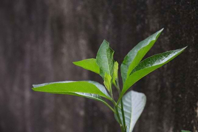 Di tengah maraknya tren hidup sehat, sebuah tanaman herbal dari benua Afrika kini mencuri perhatian masyarakat Indonesia. Daun Afrika, atau dikenal dengan nama ilmiah Vernonia amygdalina, mulai populer berkat khasiatnya yang luar biasa. Tanaman ini bukan sekadar dedaunan biasa, melainkan harta karun nutrisi yang telah lama diandalkan masyarakat Afrika untuk mengatasi berbagai masalah kesehatan, mulai dari kolesterol tinggi hingga infeksi. Apa yang membuat daun Afrika begitu istimewa? Mari kita telusuri pesonanya! Kekayaan Nutrisi di Balik Rasa Pahit Daun Afrika memiliki cita rasa pahit yang khas, namun di balik itu tersimpan segudang nutrisi yang menyehatkan. Tanaman ini kaya akan protein, serat, karbohidrat kompleks, serta vitamin dan mineral esensial. Kandungan antioksidan flavonoid yang melimpah menjadi salah satu daya tarik utamanya. Tak hanya itu, daun ini juga mengandung anthraquinone, senyawa yang dikenal memiliki efek terapeutik. Umumnya, daun Afrika diolah dengan cara direbus, dan air rebusannya diminum untuk memanfaatkan khasiatnya. Lima Khasiat Daun Afrika yang Wajib Diketahui Dengan kandungan nutrisi dan senyawa aktifnya, daun Afrika menjelma sebagai tanaman herbal yang menjanjikan. Berikut adalah lima manfaat utama yang membuatnya begitu digemari: 1. Menyeimbangkan Kadar Gula Darah Penelitian ilmiah menunjukkan bahwa daun Afrika mampu menurunkan kadar gula darah dan menjaga stabilitasnya. Tanaman ini mendukung kinerja pankreas dalam memproduksi insulin sekaligus meningkatkan efektivitas hormon tersebut. Hasilnya, daun Afrika menjadi pilihan alami untuk membantu mencegah diabetes tipe 2 dan resistensi insulin. 2. Potensi Menghambat Sel Kanker Studi laboratorium mengungkapkan bahwa ekstrak daun Afrika dapat menghambat pertumbuhan sel kanker, termasuk kanker payudara. Bahkan, ada indikasi bahwa daun ini mampu meningkatkan efektivitas kemoterapi. Meski begitu, penelitian lebih lanjut masih diperlukan untuk memvalidasi temuan ini. Jika Anda sedang menjalani pengobatan kanker, konsultasikan dengan dokter sebelum mencoba daun Afrika. 3. Melawan Bakteri Penyebab Infeksi Daun Afrika mengandung senyawa antibakteri yang efektif melawan kuman berbahaya, seperti Staphylococcus aureus dan Escherichia coli. Meski potensinya menjanjikan, efektivitasnya sebagai pengobatan infeksi masih memerlukan bukti ilmiah yang lebih kuat. Penggunaannya pun sebaiknya dilakukan di bawah pengawasan medis. 4. Mengatasi Infeksi Parasit Daun Afrika juga dikenal mampu memerangi parasit, seperti cacing gelang dan cacing tambang yang sering mengganggu saluran cerna. Ekstrak daun ini terbukti dapat membunuh telur dan larva cacing. Namun, sebelum menggunakannya sebagai obat cacing, konsultasi dengan dokter tetap menjadi langkah bijak. 5. Menjaga Kesehatan Hati Kandungan antioksidan dan antiradang dalam daun Afrika membantu memelihara fungsi hati. Tanaman ini juga diklaim dapat mengurangi penumpukan lemak di hati, yang berpotensi mencegah gangguan kesehatan pada organ vital ini. Manfaat Lain yang Sedang Diselami Selain manfaat utama di atas, daun Afrika juga diklaim mendukung kesehatan saraf dan otak, mencegah anemia, serta meredakan peradangan. Namun, sebagian besar klaim ini masih berdasarkan penelitian skala kecil, terutama pada hewan percobaan. Bukti ilmiah yang kuat tentang efektivitas dan keamanannya pada manusia masih terbatas. Hati-Hati Sebelum Mengonsumsi Meski menawarkan segudang manfaat, daun Afrika bukanlah obat ajaib yang bisa digunakan sembarangan. Efek samping dapat terjadi, terutama jika Anda sedang mengonsumsi obat-obatan tertentu atau memiliki kondisi kesehatan khusus. Oleh karena itu, konsultasi dengan dokter adalah langkah wajib sebelum memasukkan daun Afrika ke dalam rutinitas kesehatan Anda. Mengapa Daun Afrika Layak Dicoba? Daun Afrika menghadirkan harapan baru bagi mereka yang mencari solusi alami untuk menjaga kesehatan. Dari mengendalikan gula darah hingga melindungi hati, tanaman ini menawarkan potensi besar yang sayang untuk dilewatkan. Namun, pendekatan hati-hati tetap diperlukan agar manfaatnya dapat dirasakan secara optimal. Tertarik untuk mencoba khasiat daun Afrika? Pastikan Anda berkonsultasi dengan tenaga medis terlebih dahulu untuk hasil terbaik!