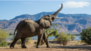 BKSDA Bali Ancam Cabut Izin Lembaga Konservasi yang Langgar Larangan Gajah Tunggang