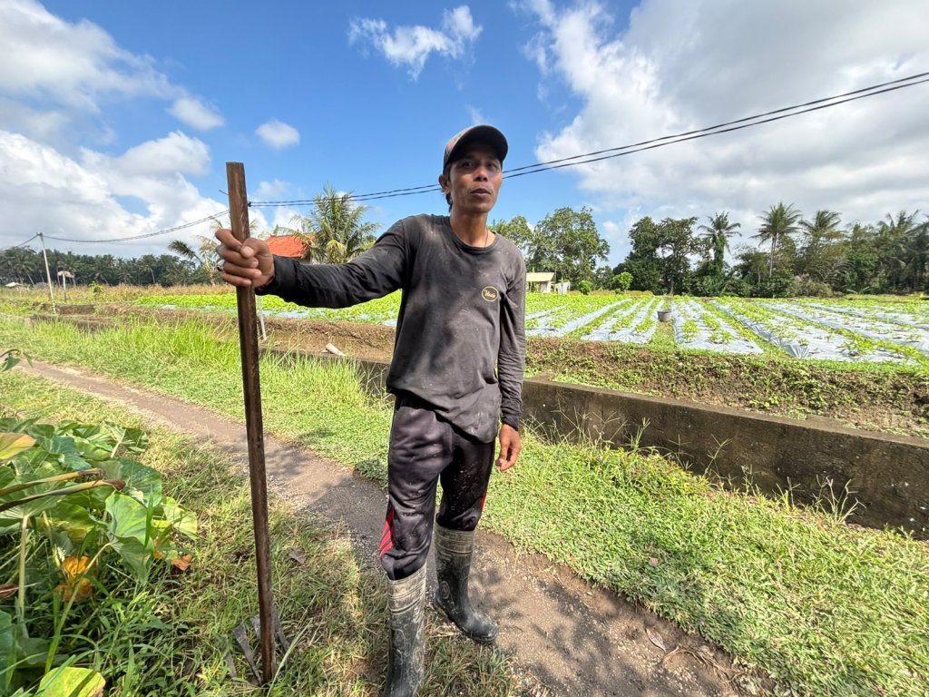KUR BRI Jadi Penopang Modal, Petani Bunga Pacah Terus Jaga Pasokan Sarana Upacara di Tengah Fluktuasi Harga dan Tantangan Cuaca