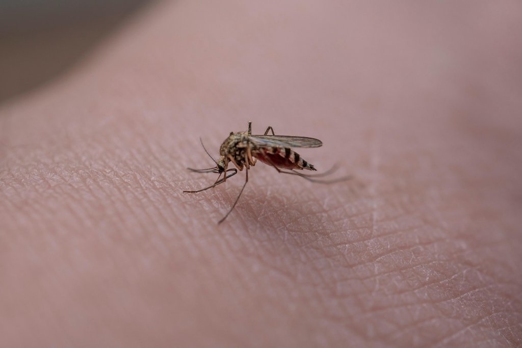 Dinas Kesehatan Tegaskan Nihil Kasus Zika di Bali, Masyarakat Diimbau Tetap Waspada