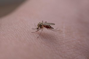 Dinas Kesehatan Tegaskan Nihil Kasus Zika di Bali, Masyarakat Diimbau Tetap Waspada