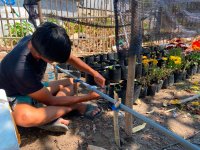 Dari Pesisir Manggarai Barat, Krisan Tumbuh dan Harapan Ekonomi Baru Muncul